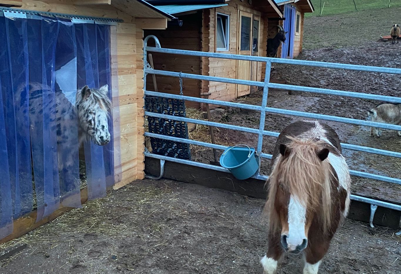 Maja ist die Neue und lebt mit Idefix und Max bei Ziegen, Schafen, Hühnern, Enten und Alpakas. Die Hunde Idefix und Maja