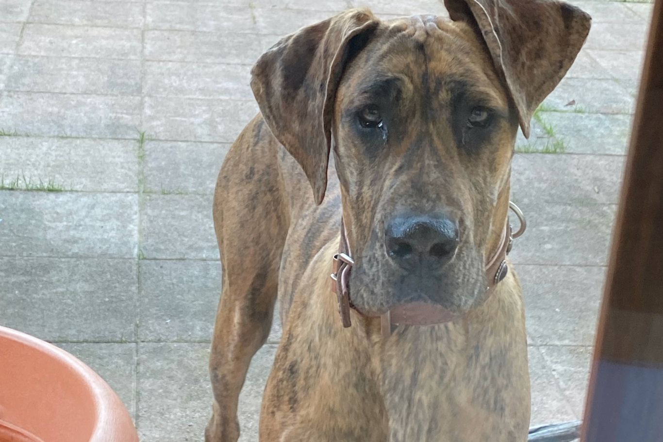 Das fröhliche Chaos: groß, fast so groß wie das kleinste Pony, aber total lieb und immer neugierig. Hund Bibi