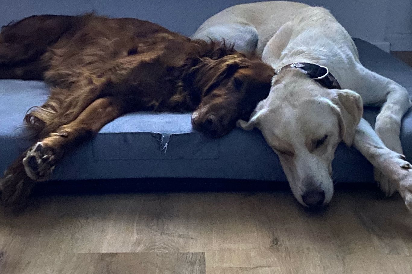 Begrüßen ihre Besucher gern lautstark, leben zu fünft im Rudel und haben den ganzen Tag Flausen im Kopf. Die Hunde Aida und Charlie