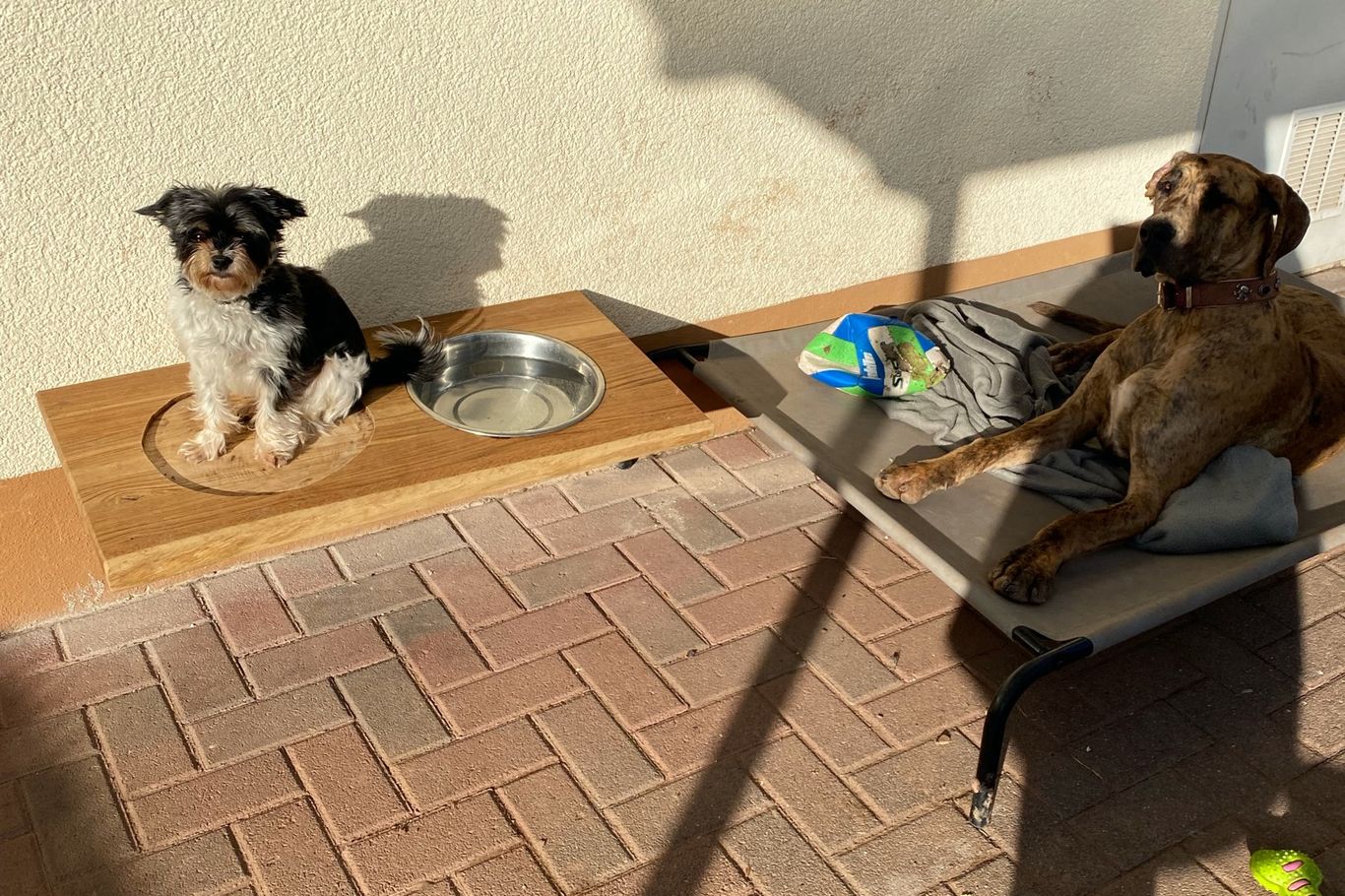 Die Kleinste in der Runde, aber die Frechste von allen. Klein, aber oho. Hund Cookie