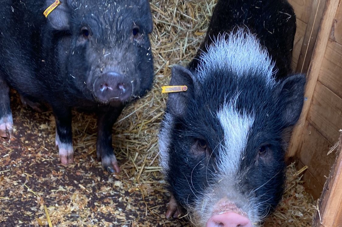 Die Mini-Schweine, die es lieben, gekuschelt und gestreichelt zu werden. Die Mini-Schweine Mäx und Peaches