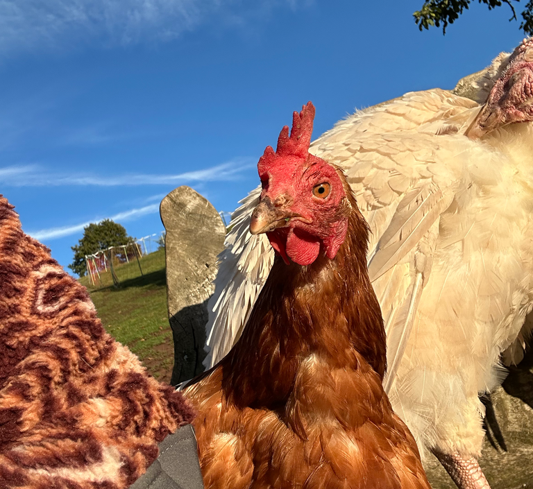 45 gerettete Hühner haben bei uns ein sicheres Zuhause auf Lebenszeit gefunden. Gerettete Hühner auf Tati’s Farm